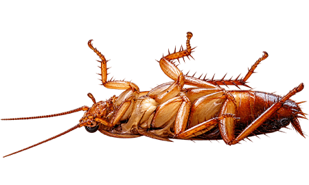 Picture of an Roach